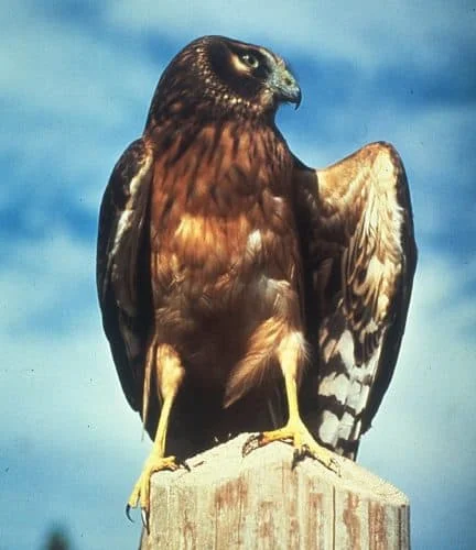 northern harrier