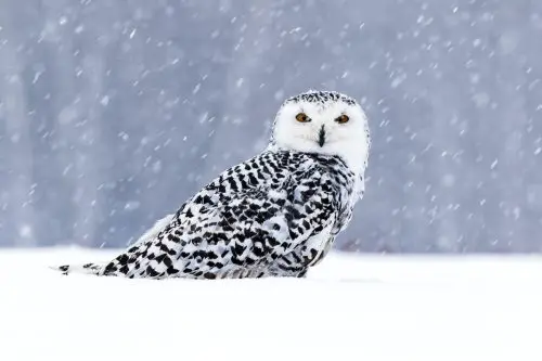 owls in alaska