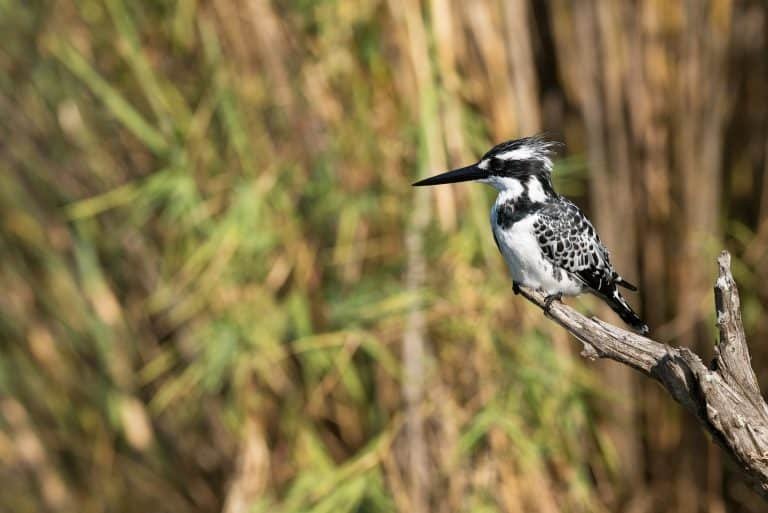 Woodpeckers - Wild Bird World