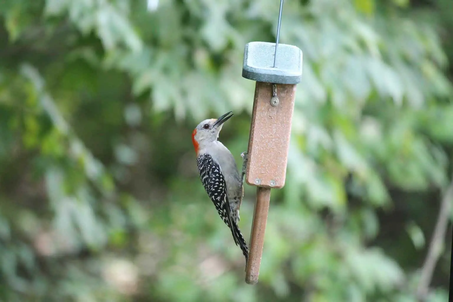 woodpeckers in indiana