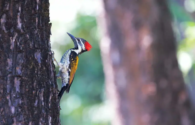 woodpeckers in Georgia