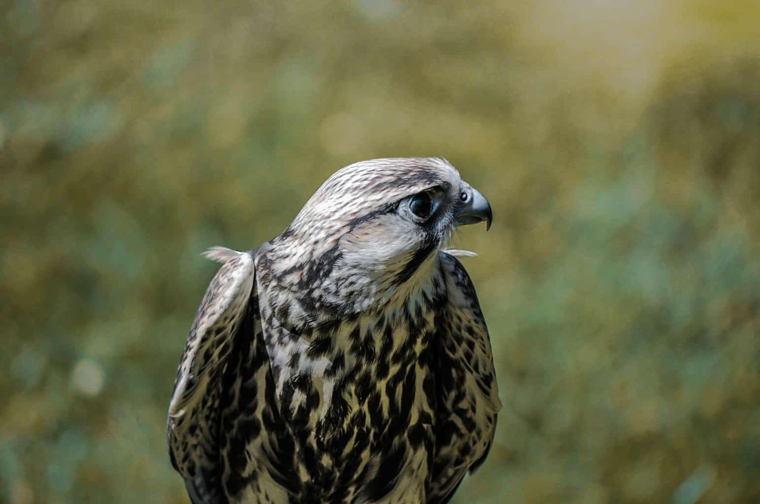 hawks-in-virginia-7-species-with-pictures-wild-bird-world