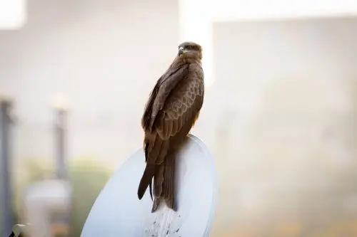 hawks in maryland