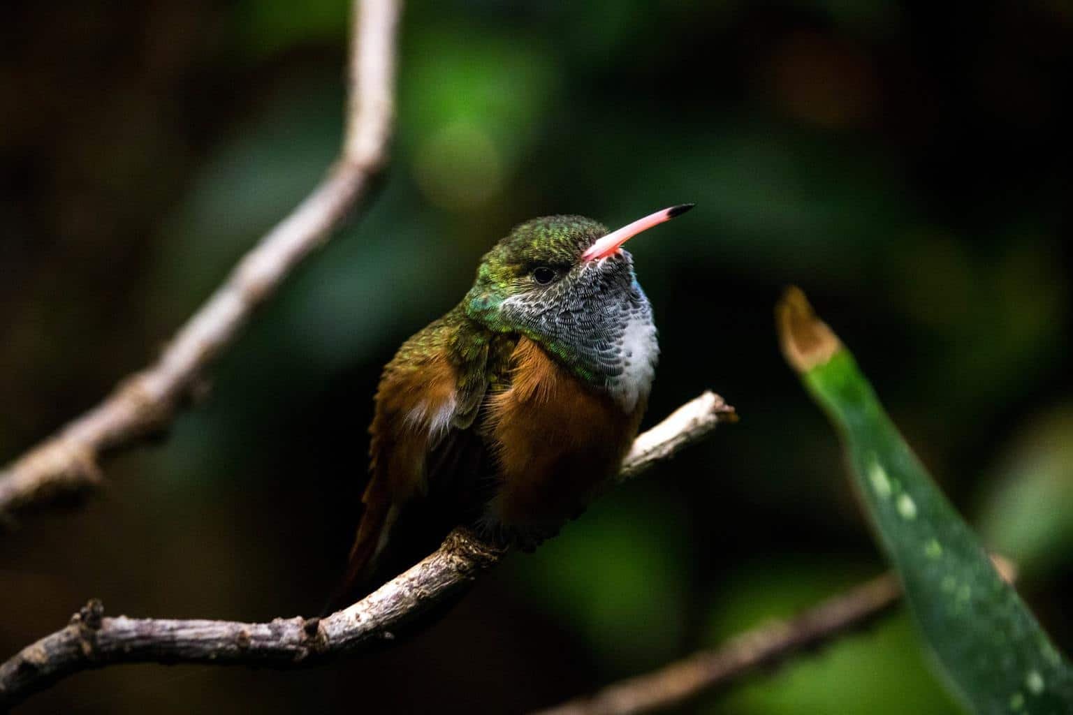 Hummingbirds in Michigan (5 Species with Pictures) Wild Bird World