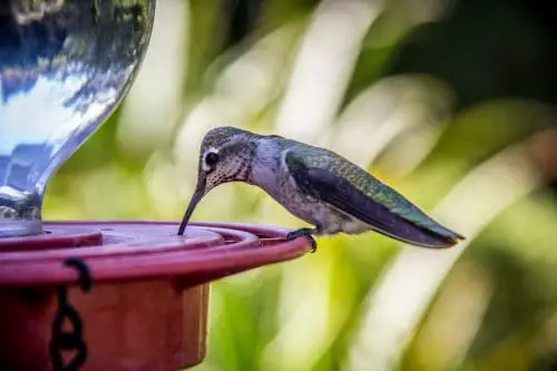 hummingbirds in Oregon