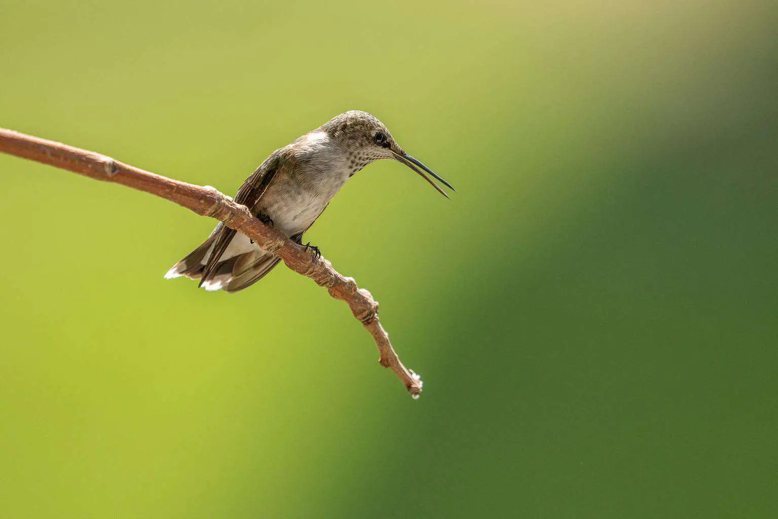 hummingbirds in ohio
