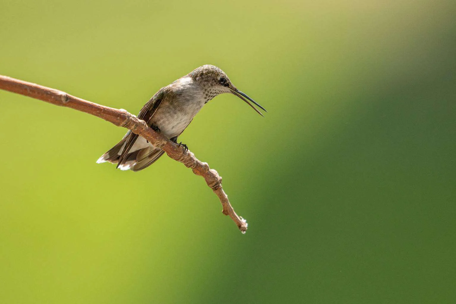 hummingbird in spanish