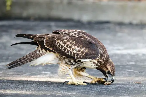 hawks in Connecticut