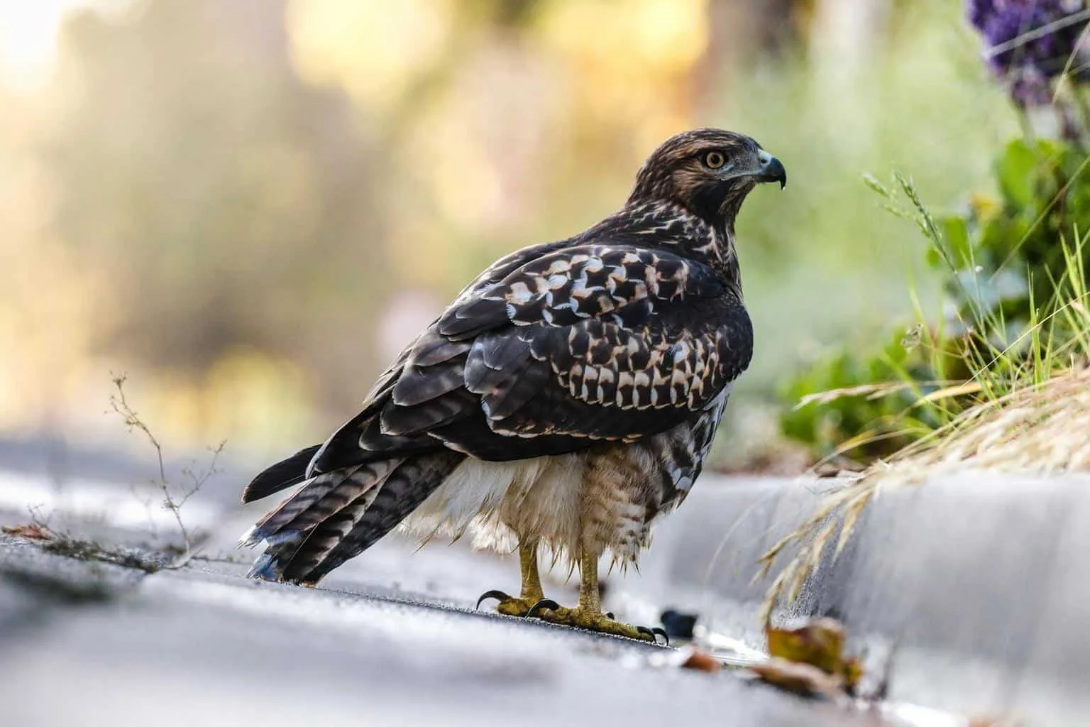 river hawk bird