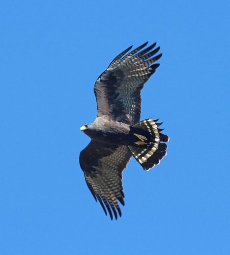 zone-tailed hawk