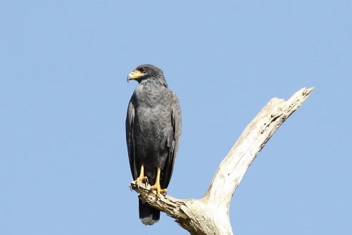 Common Black Hawk