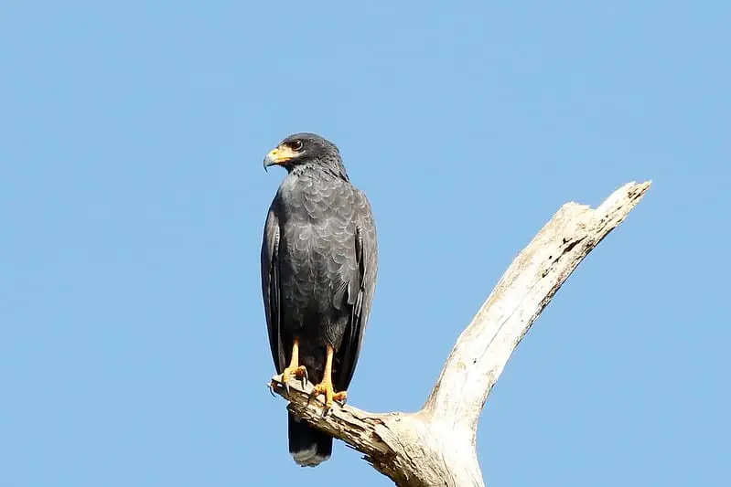 Hawks in California (13 Species with Pictures) Wild Bird World