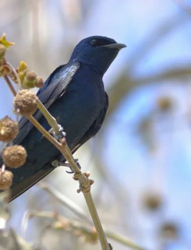 Purple Martin