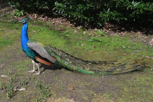 Indian Peafowl