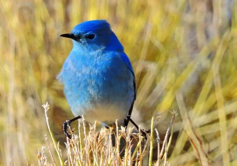 Birds with Blue Bellies (13 Species with Pictures) - Wild Bird World