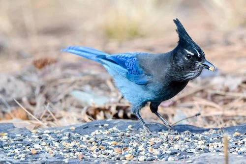 Steller’s Jay