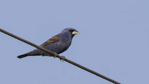 Blue Grosbeak