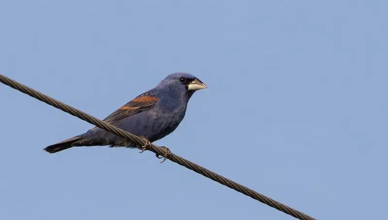 Birds with Blue Bellies (13 Species with Pictures) - Wild Bird World