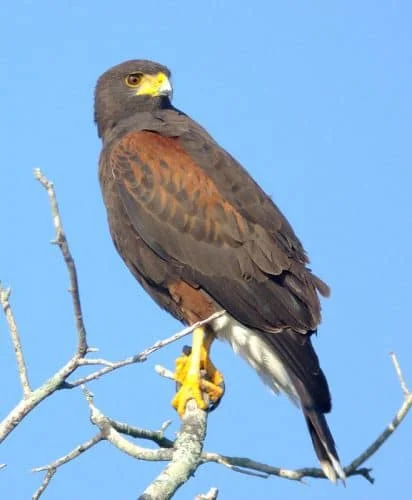 Harris's Hawk