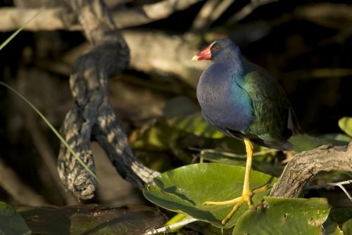 Purple Gallinule