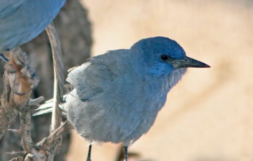 Pinyon Jay