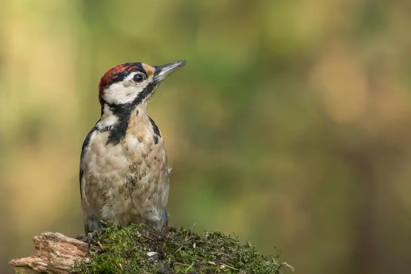 Woodpeckers in Alabama