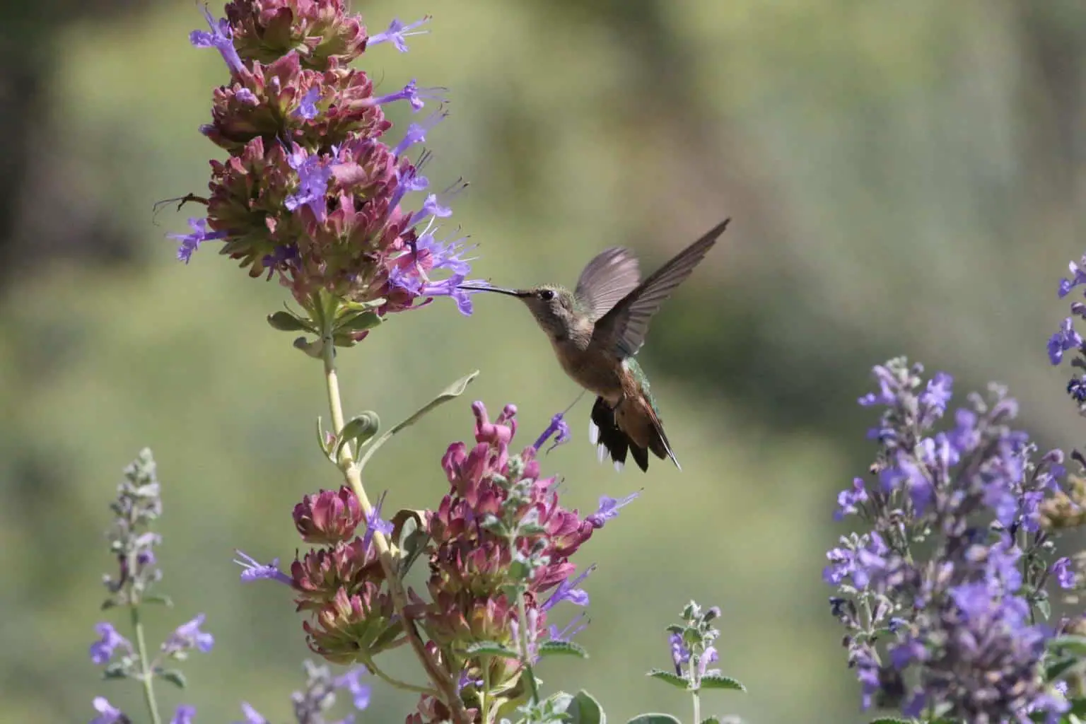 hummingbird in illinois