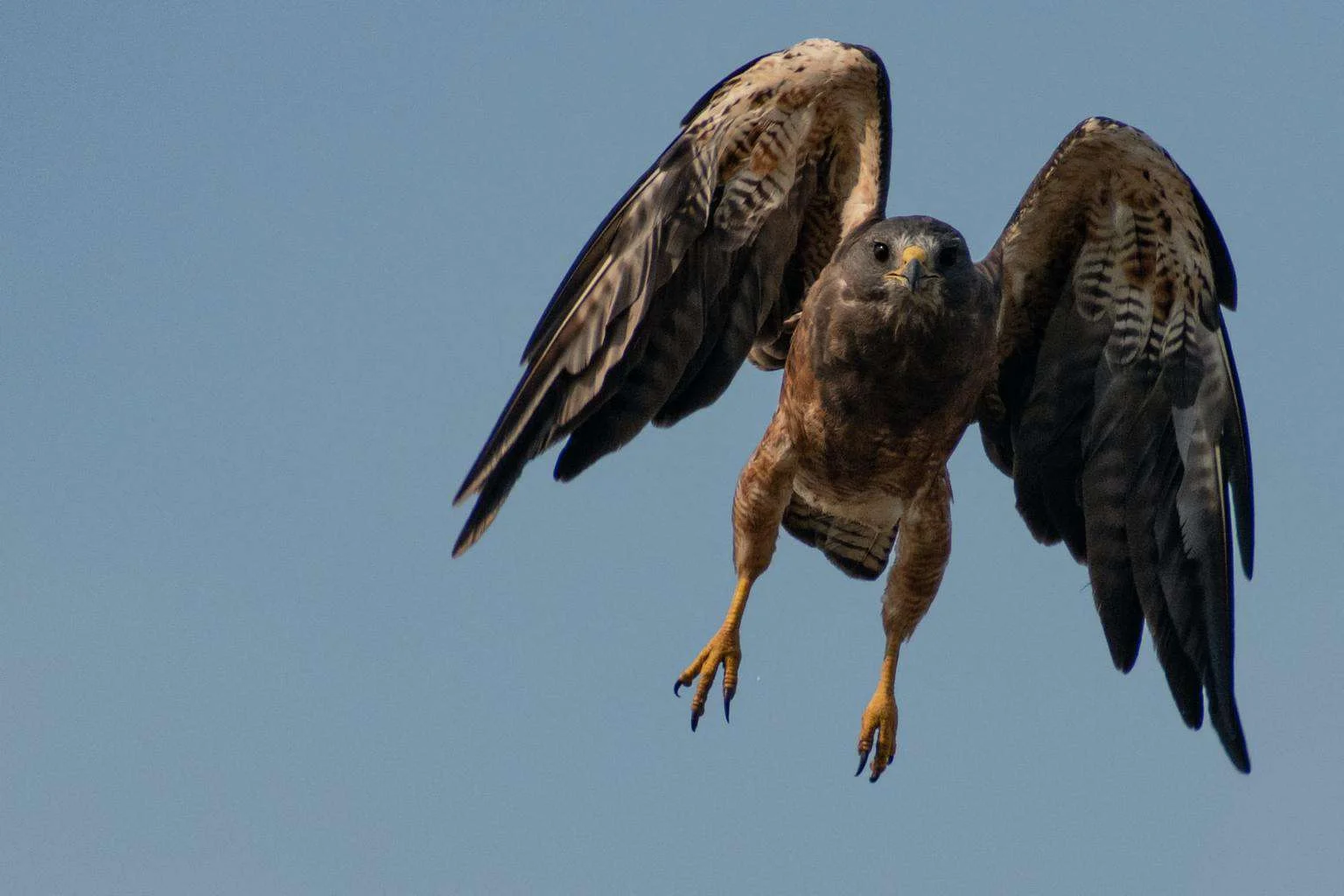 river hawk bird