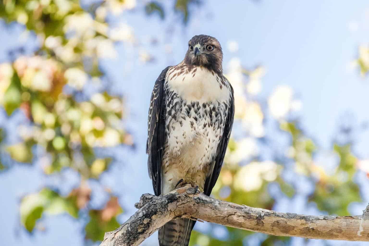 river hawk bird