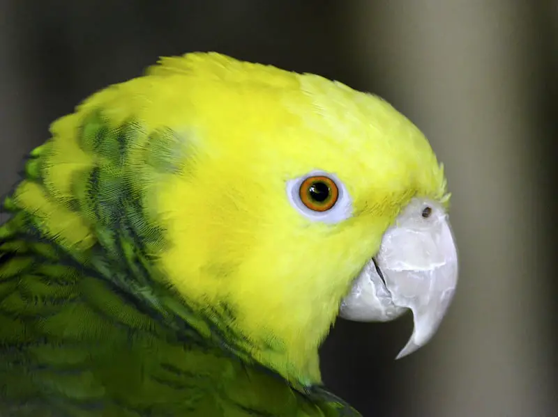 Yellow-headed Parrot:
