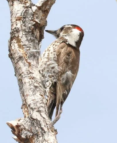 Arizona Woodpecker