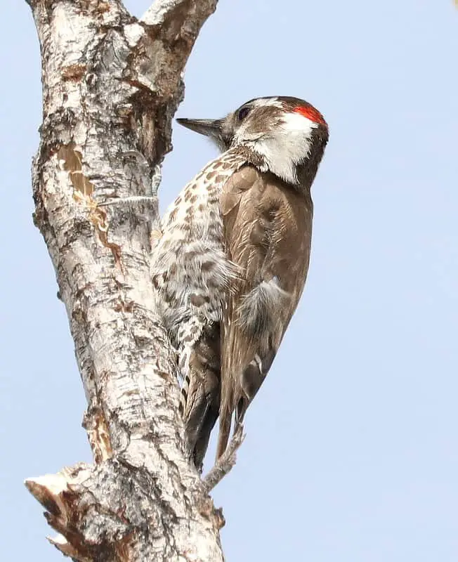 Woodpeckers in Arizona (14 Species with Pictures) Wild Bird World
