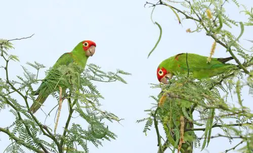Red-masked Parakeet: