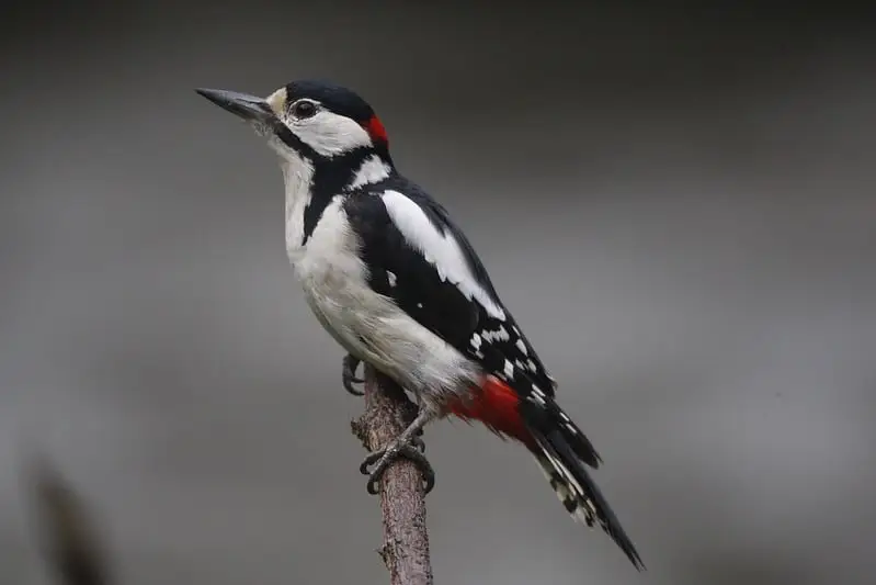 Woodpeckers of Alaska (8 Species with Pictures) - Wild Bird World