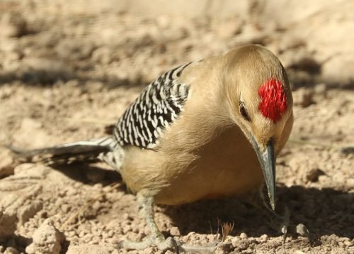 Gila Woodpecker