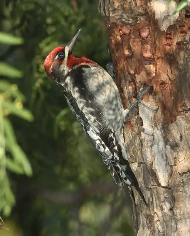 Woodpeckers in Arizona (14 Species with Pictures) - Wild Bird World