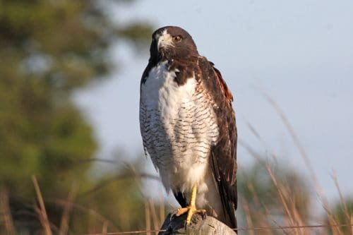 White Tailed Hawk