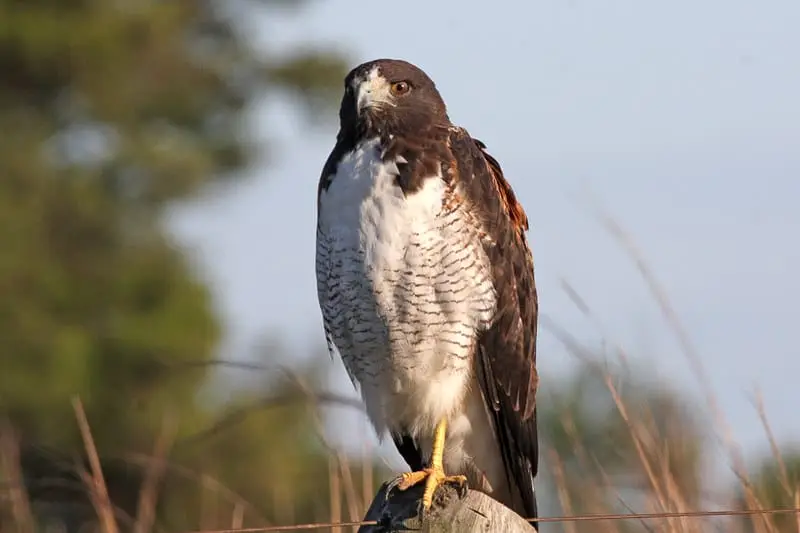 Hawks in Louisiana (11 Species with Pictures) Wild Bird World