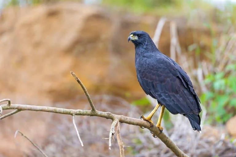 Hawks in Maine (10 Species with Pictures) Wild Bird World