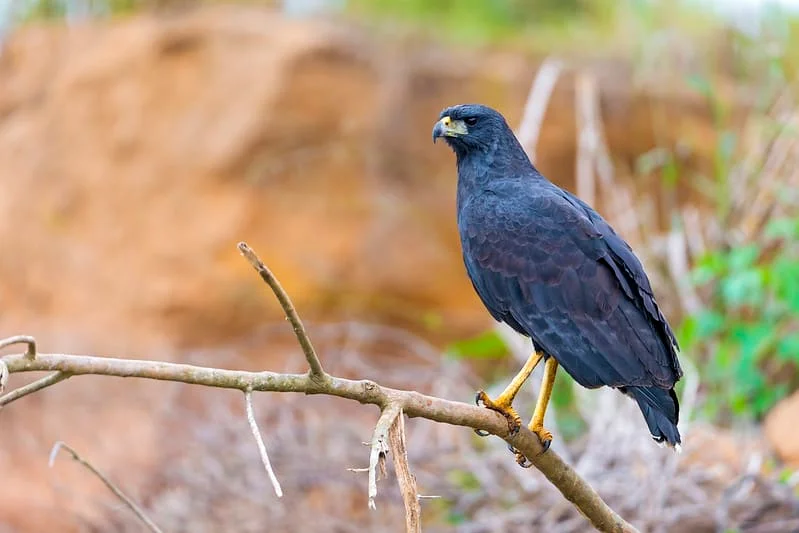 Hawks in Maine (10 Species with Pictures) Wild Bird World