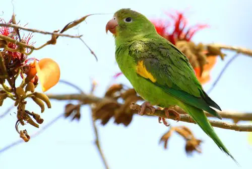 Yellow-chevrons Parakeet