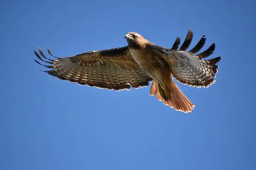 Hawks in Illinois
