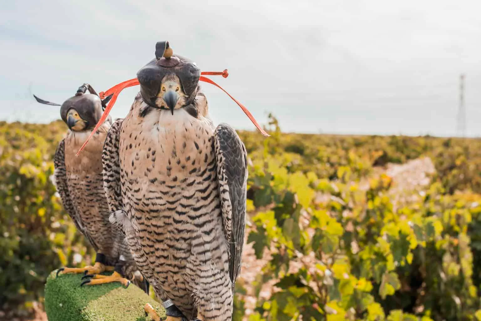 Hawks in Kentucky