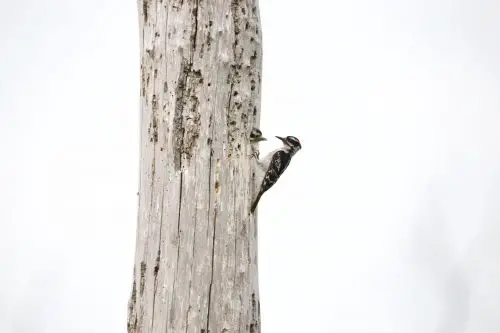 woodpeckers of alaska