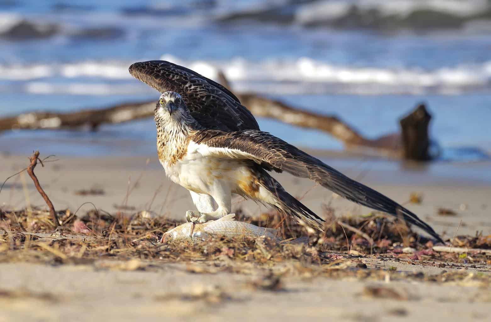 Hawks in Kansas