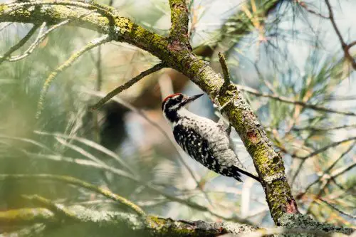 Woodpeckers in Arizona