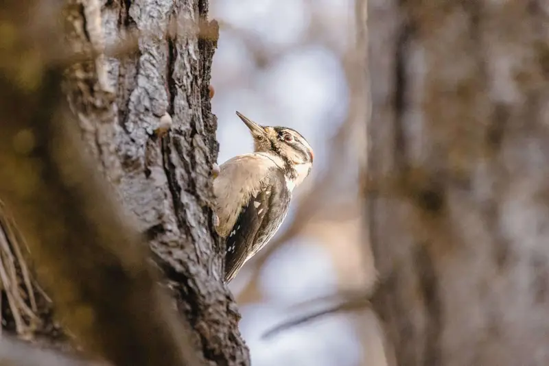 Woodpeckers in Arkansas