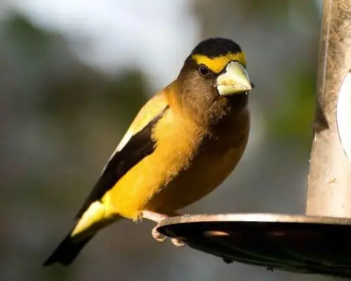 Evening Grosbeak