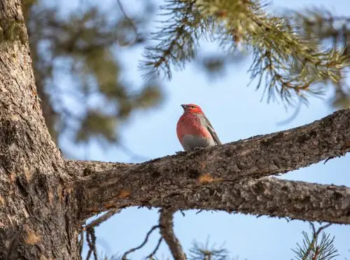 Pine Grosbeak