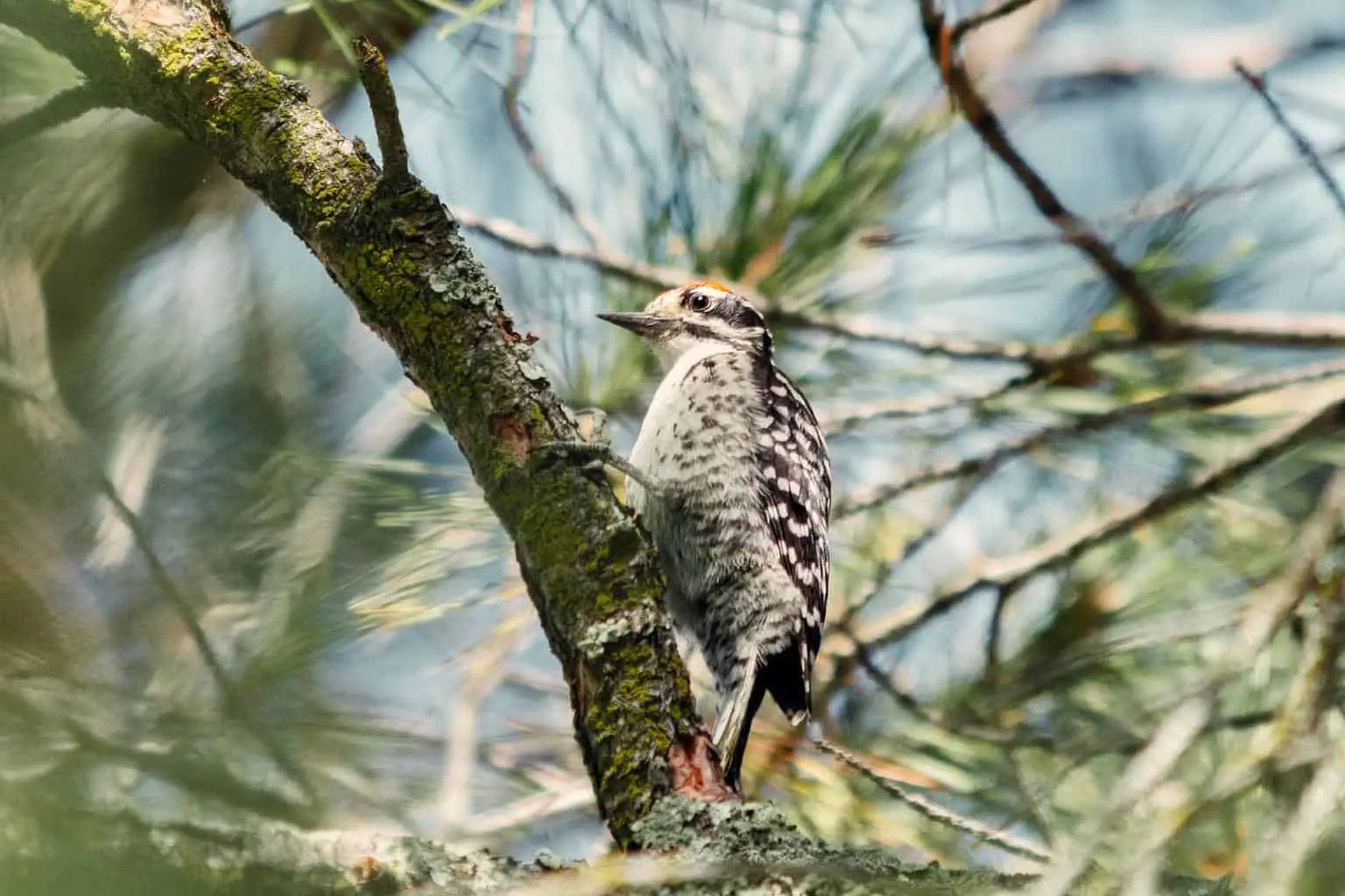 Woodpeckers of Delaware